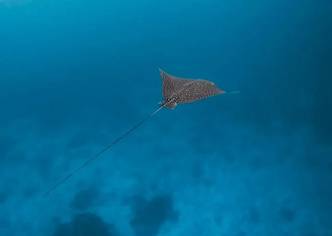 Regenerative Travel: 5 Ways to Leave the Reef Better Than You Found It
