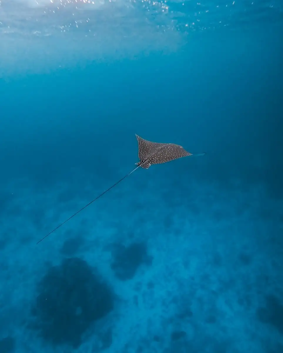 Regenerative Travel: 5 Ways to Leave the Reef Better Than You Found It