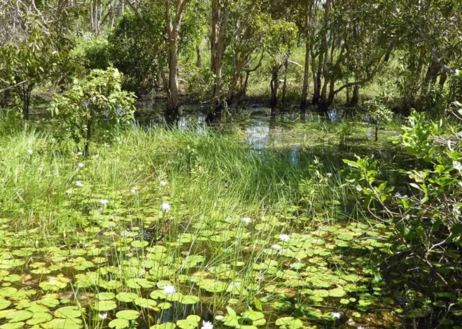 Mamukala Wetlands: Explore Kakadu’s Wildlife and Beauty