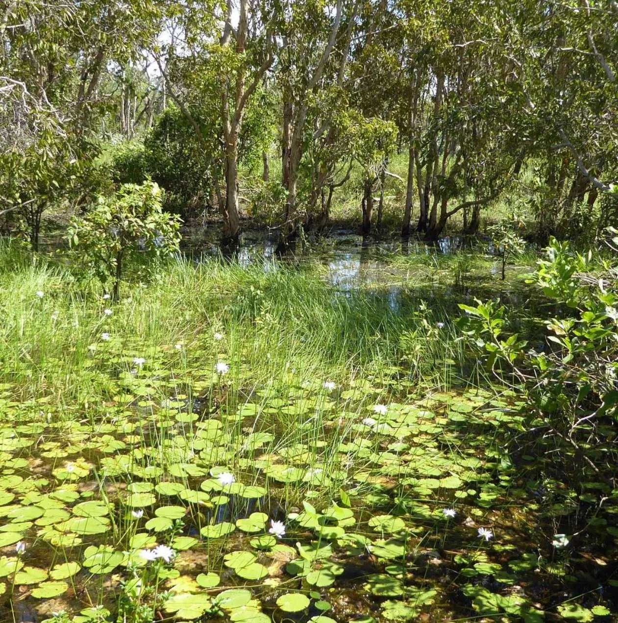 Mamukala Wetlands: Explore Kakadu’s Wildlife and Beauty