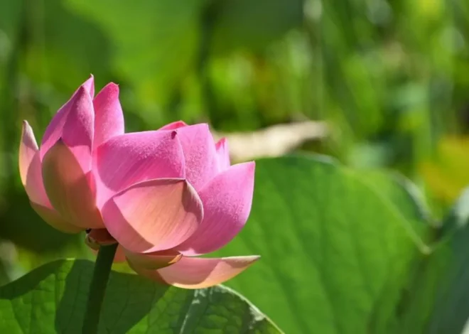 Red Lily Lagoon: A Hidden Paradise in Kakadu National Park