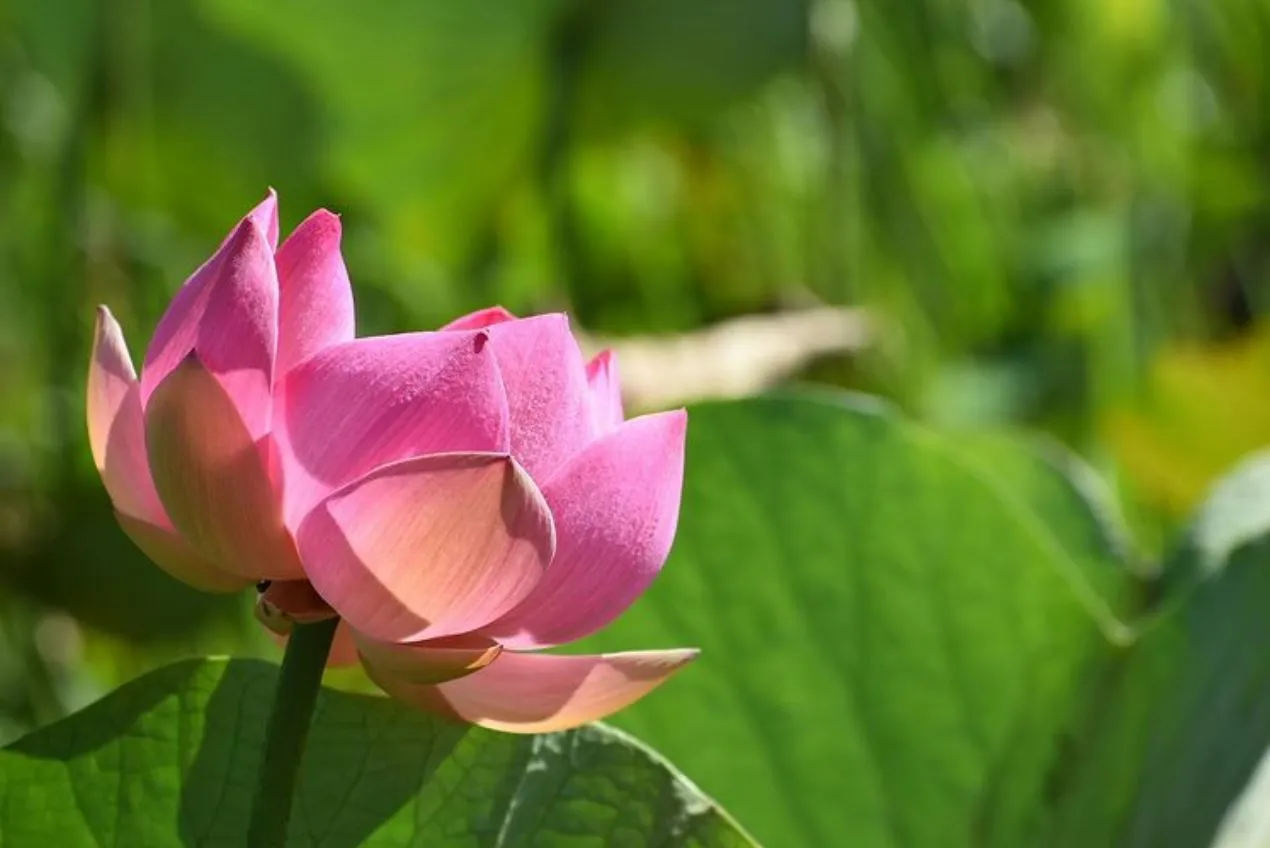 Red Lily Lagoon: A Hidden Paradise in Kakadu National Park