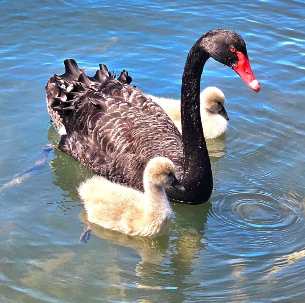 black swans