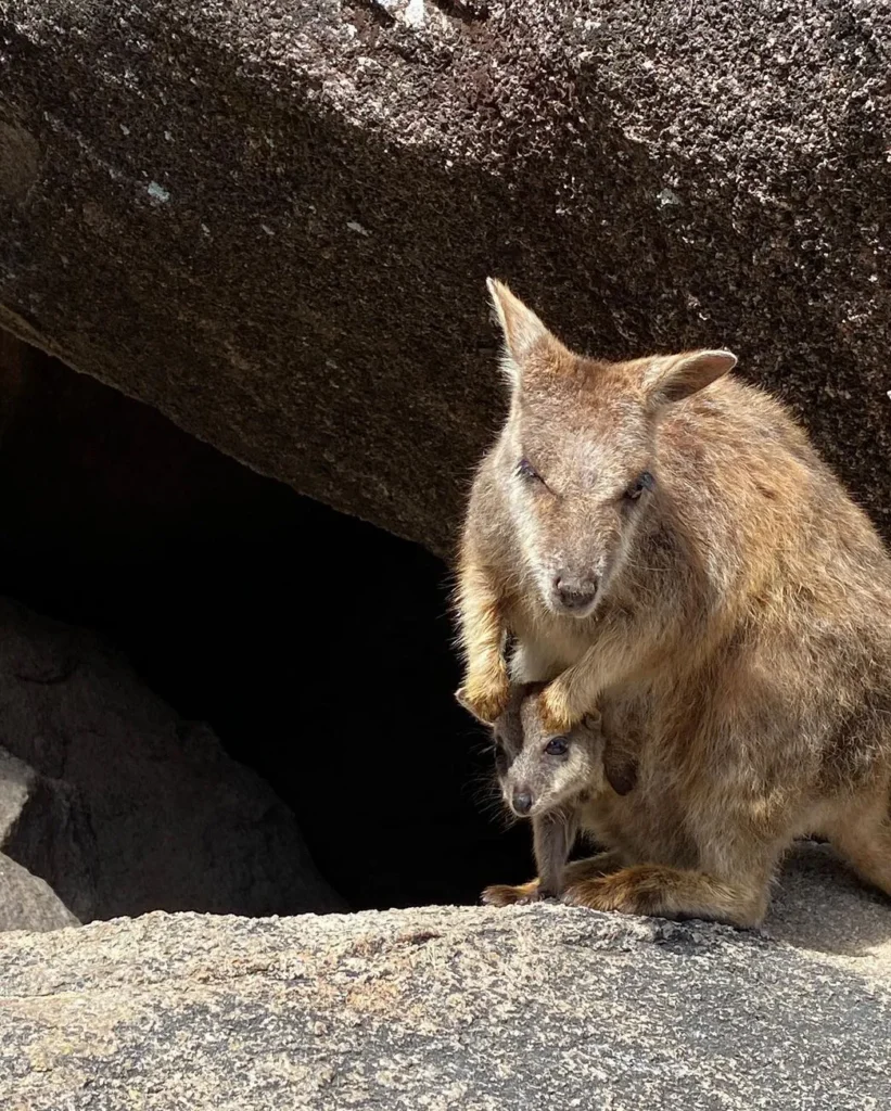 rock wallaby